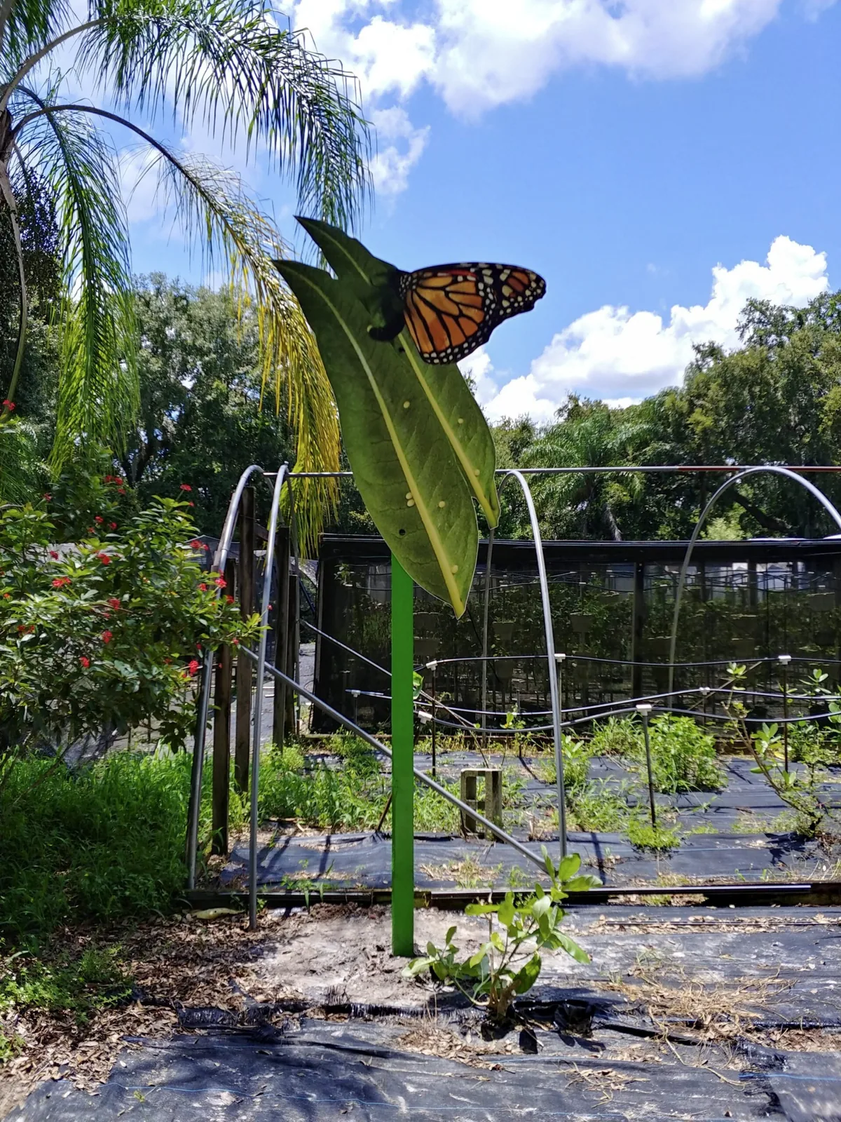 Butterfly Dans — Monarch butterfly cutout sign on a green post in a garden, Butterfly Dan's project