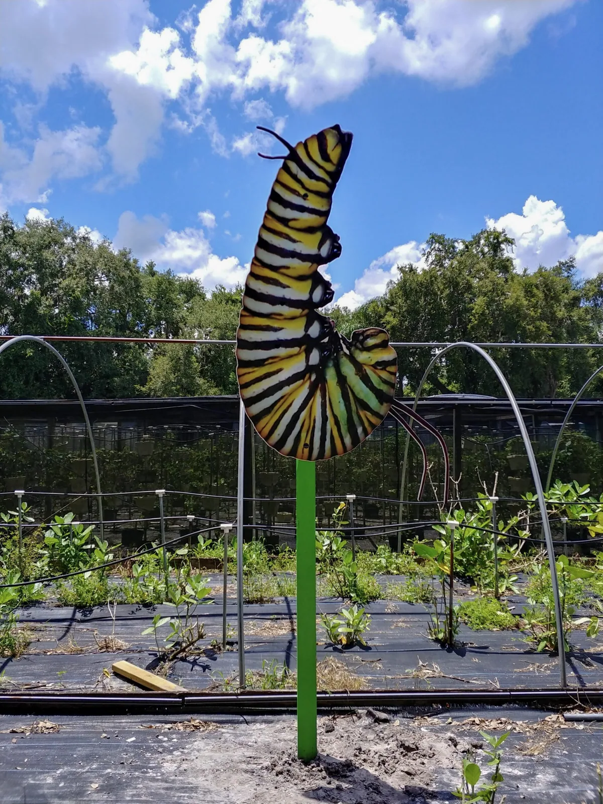 Butterfly Dans — Monarch caterpillar cutout sign on a post in a garden, Butterfly Dan's project