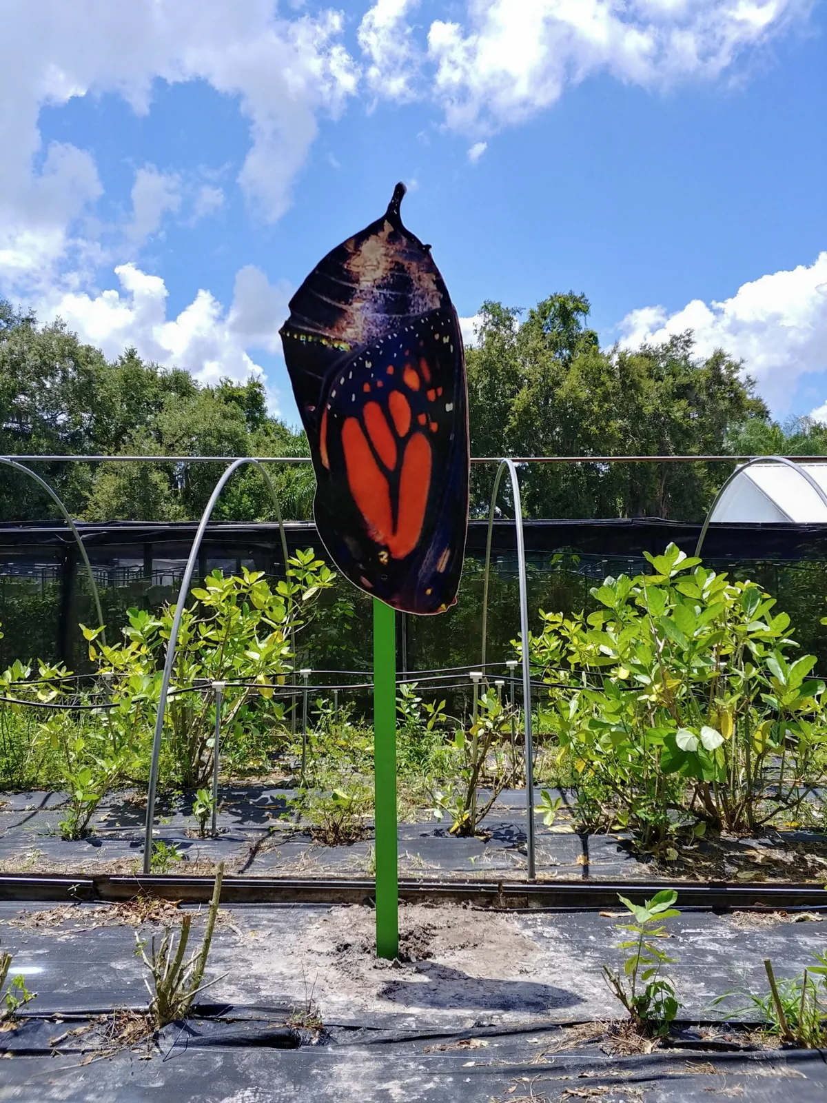 Butterfly Dans — Monarch chrysalis cutout sign on a post in a garden, Butterfly Dan's project