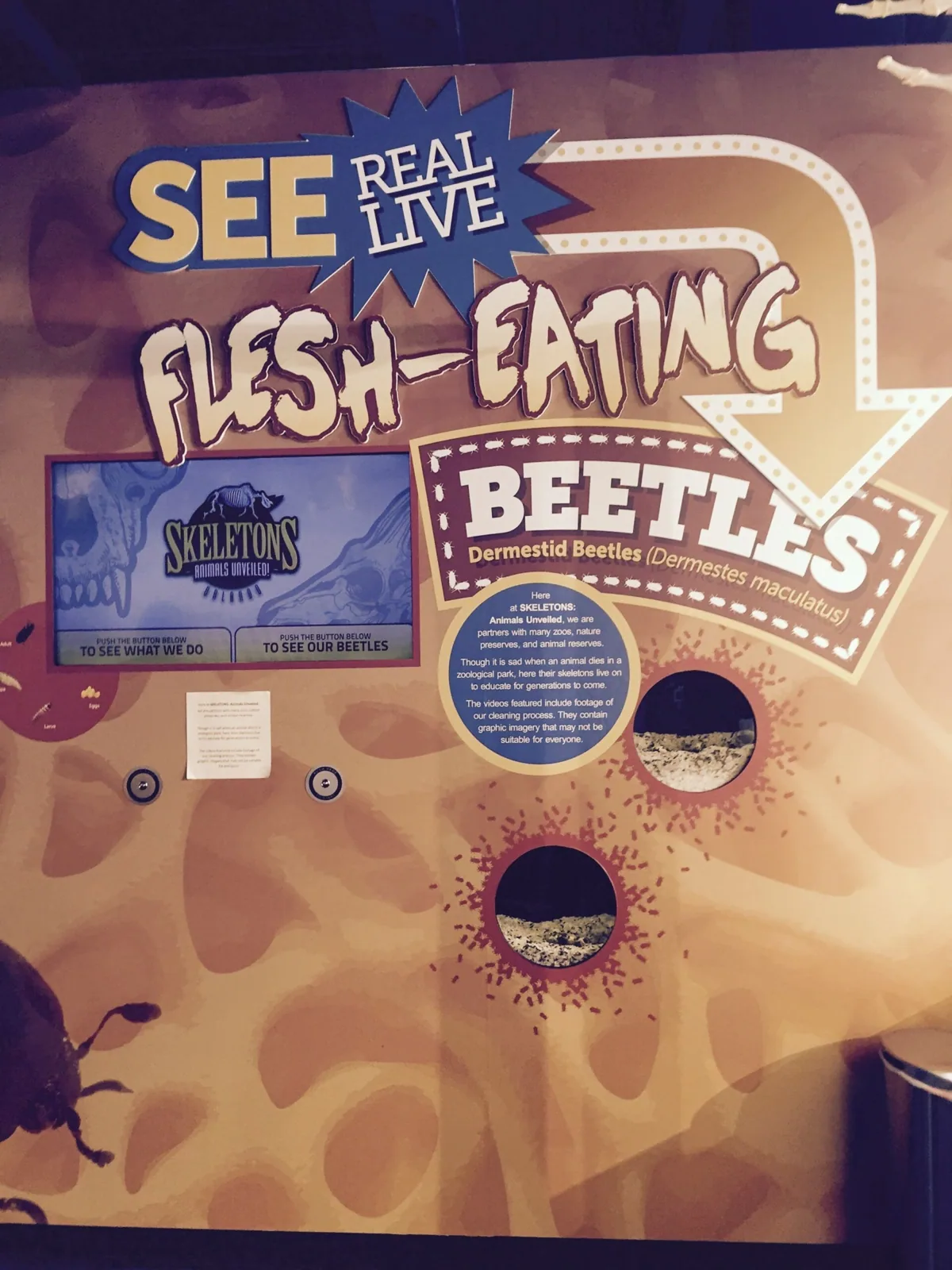 Skeletons — See Real Live Flesh-Eating Beetles exhibit wall graphics, Skeletons project