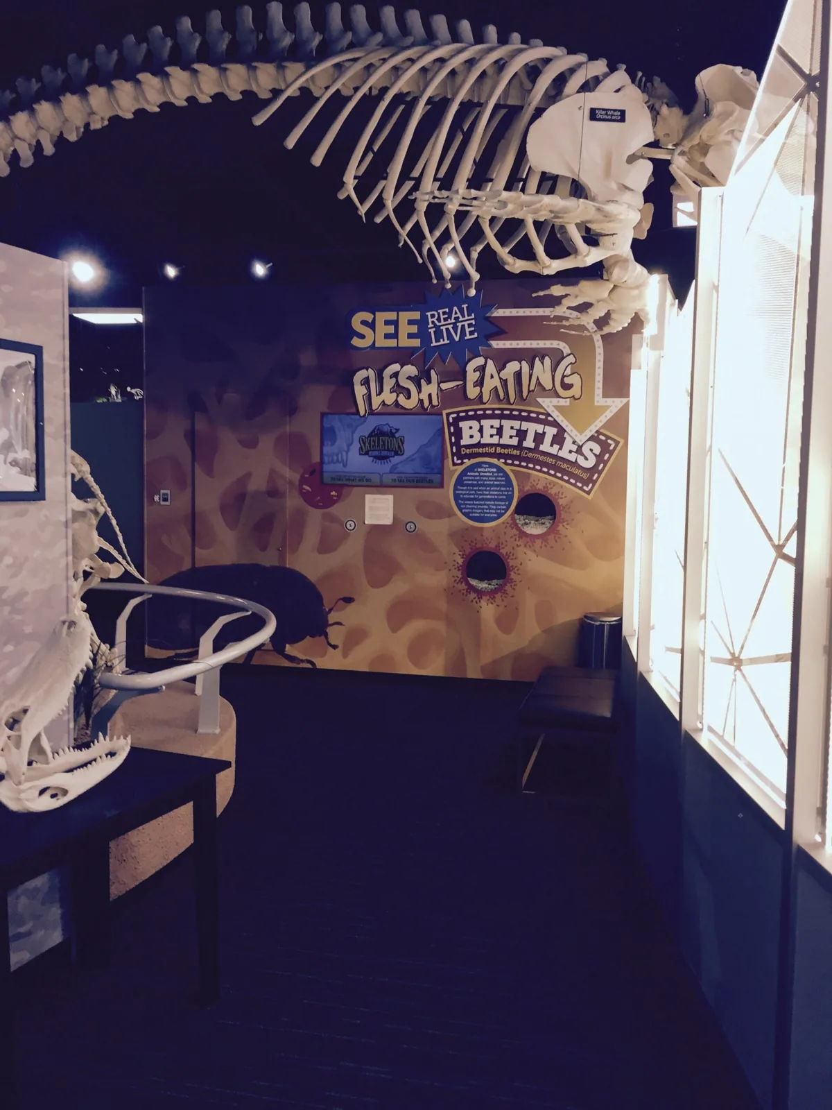 Skeletons — Exhibit room with beetle wall graphics beside a mounted skeleton, Skeletons project